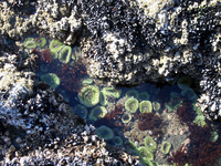 016 Ruby Tide Pool
