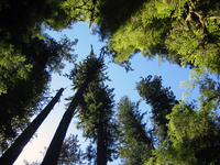 017 Big Trees