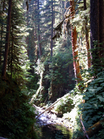 026 Sol Duc River