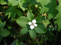 027 Bunch Berry