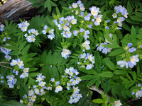 035 Deer Park Bluebells