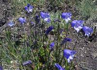036 Deer Park Harebells