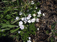 038 Deer Park Phlox