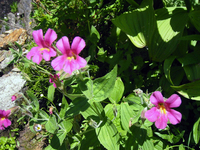 046 Cascade Flowers