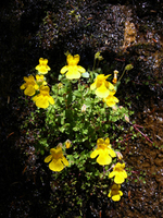 047 Cascade Flowers