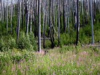 056 Dead Trees Fireweed
