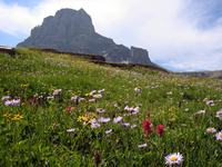 075 Glacier Field