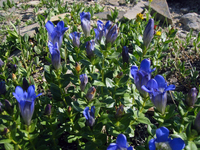 081 Glacier Flowers