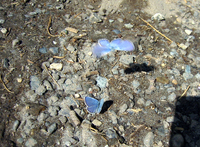 095 Rainier Butterflies