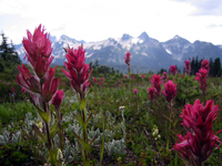 097 Rainier Paintbrush