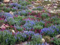 100 Rainier Flowers