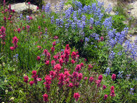103 Rainier Flowers