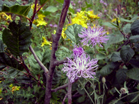 105 Roadside Flowers