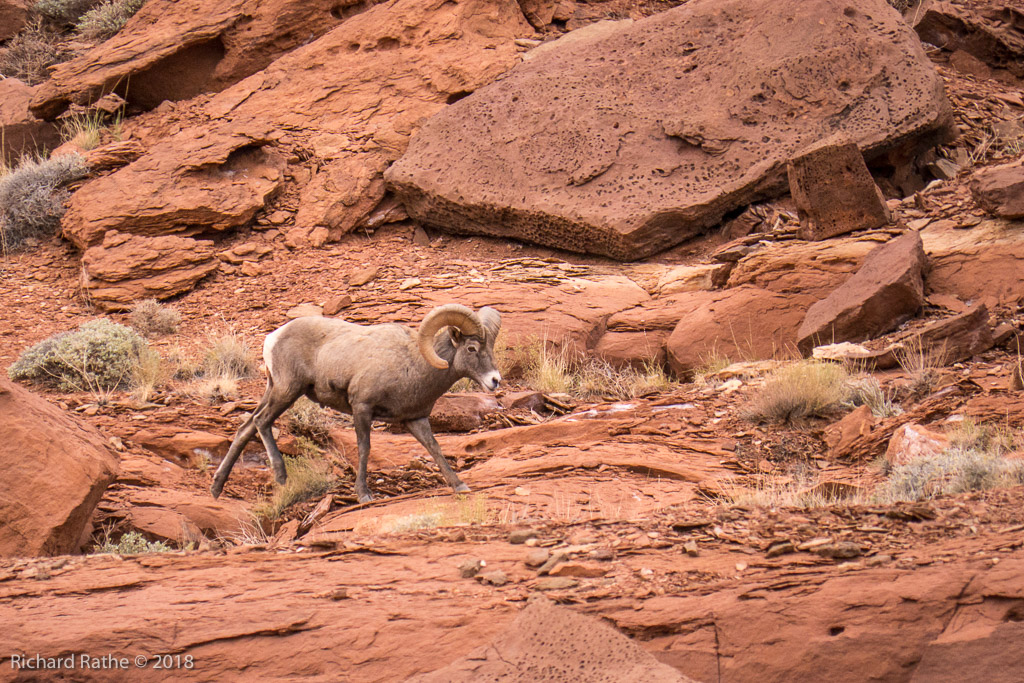 Desert Bighorn Sheep 