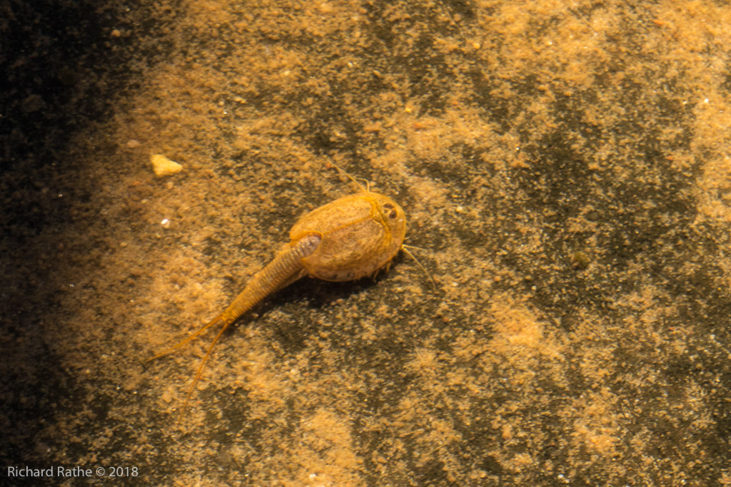 Tadpole Shrimp in Vernal Pool 