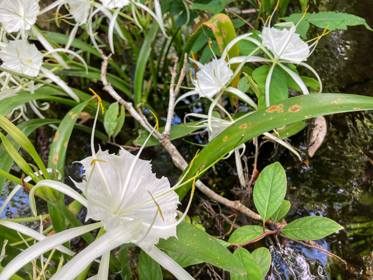 Spider Lilies