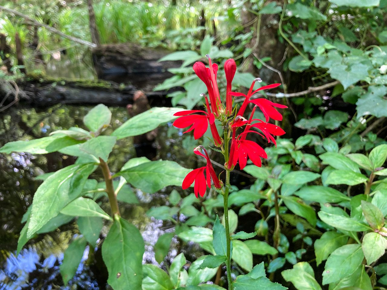 Cardinal Flower