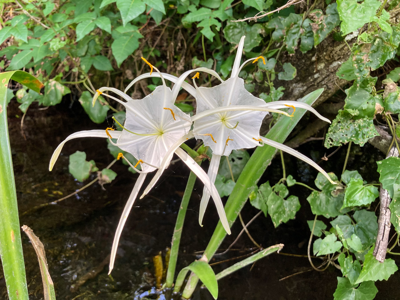 Spider Lilies