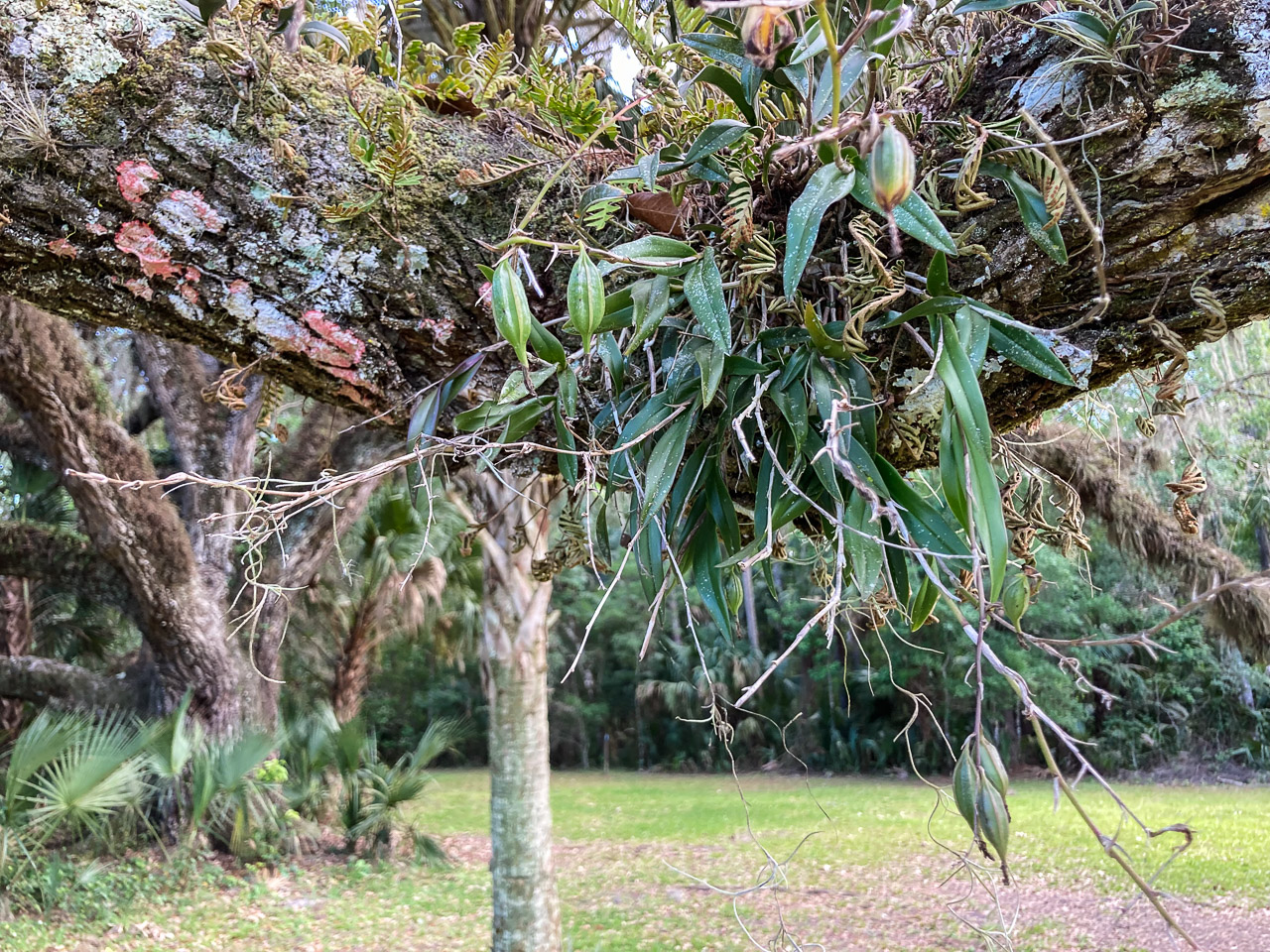 Green-fly orchid (Epidendrum magnoliae)